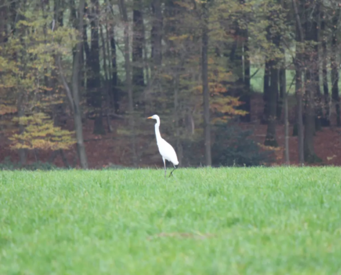 Silberreiher im Rheinland, Rhein-Sieg-Kreis.