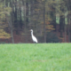 Silberreiher im Rheinland, Rhein-Sieg-Kreis.