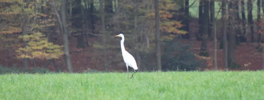 Silberreiher im Rheinland, Rhein-Sieg-Kreis.