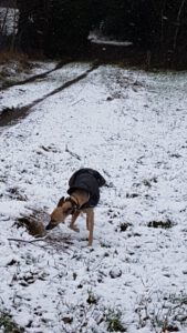 Hund schnuppert im Schnee