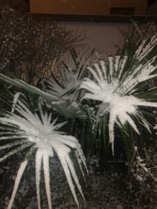 Palmen mit Schnee bedeckt.la,men