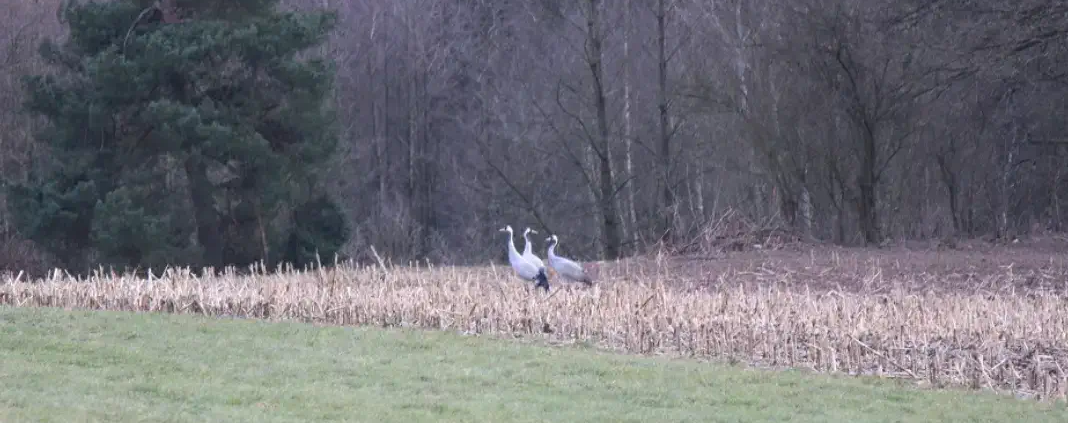 Kraniche ueberwintern im Rheinland.