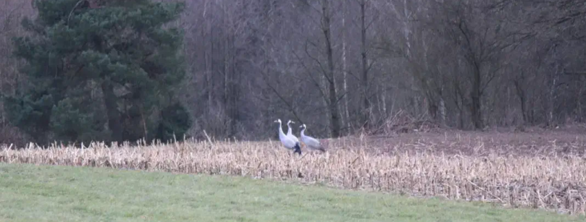 Kraniche ueberwintern im Rheinland.