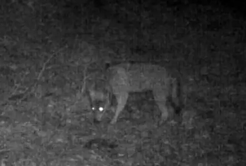 Wolf von Kamera entdeckt, Rheinland