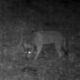 Wolf von Kamera entdeckt, Rheinland