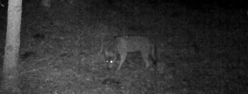 Wolf von Kamera entdeckt, Rheinland