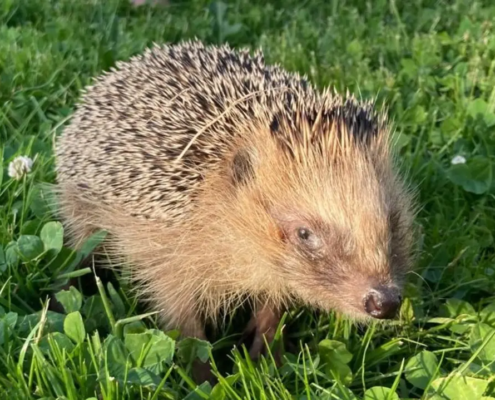 Igel getoetet und verletzt durch Maehroboter, Rheinland.