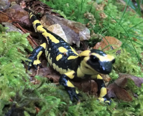 Die toedliche Salamander-Pest im Rheinland.