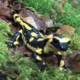 Die toedliche Salamander-Pest im Rheinland.