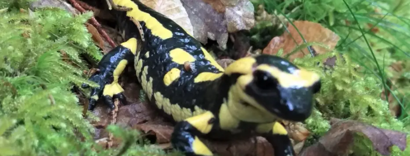 Die toedliche Salamander-Pest im Rheinland.