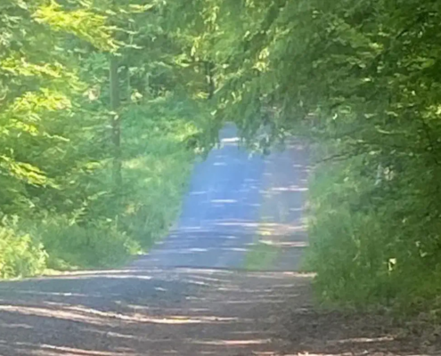 Blaues Licht im Siebengebirge.