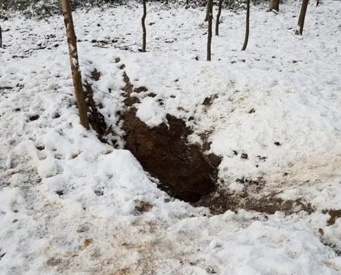 Tote Familienangehoerige im Wald, Dachse, Rheinland.