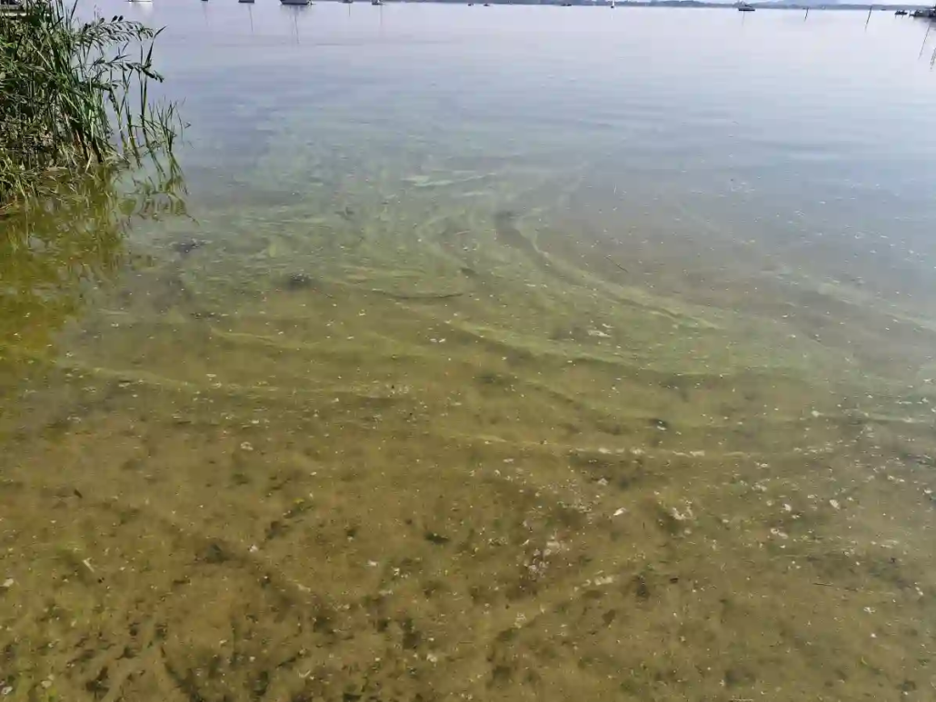 Gewaesser im Sommer bergen Gefahren fuer Mensch und Hund Blaualgen