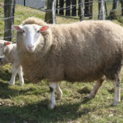 Tod durch Lungenentzuendung, Klon-Schaf Dolly.