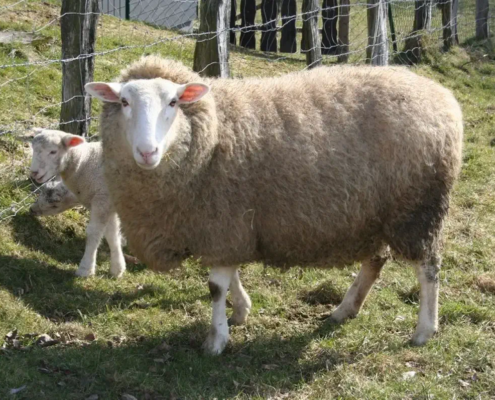 Tod durch Lungenentzuendung, Klon-Schaf Dolly.