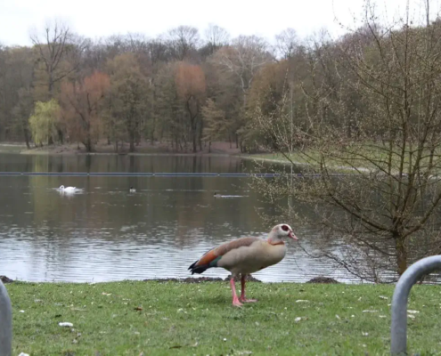 Nilgaense, die Einwanderer, Rheinland.