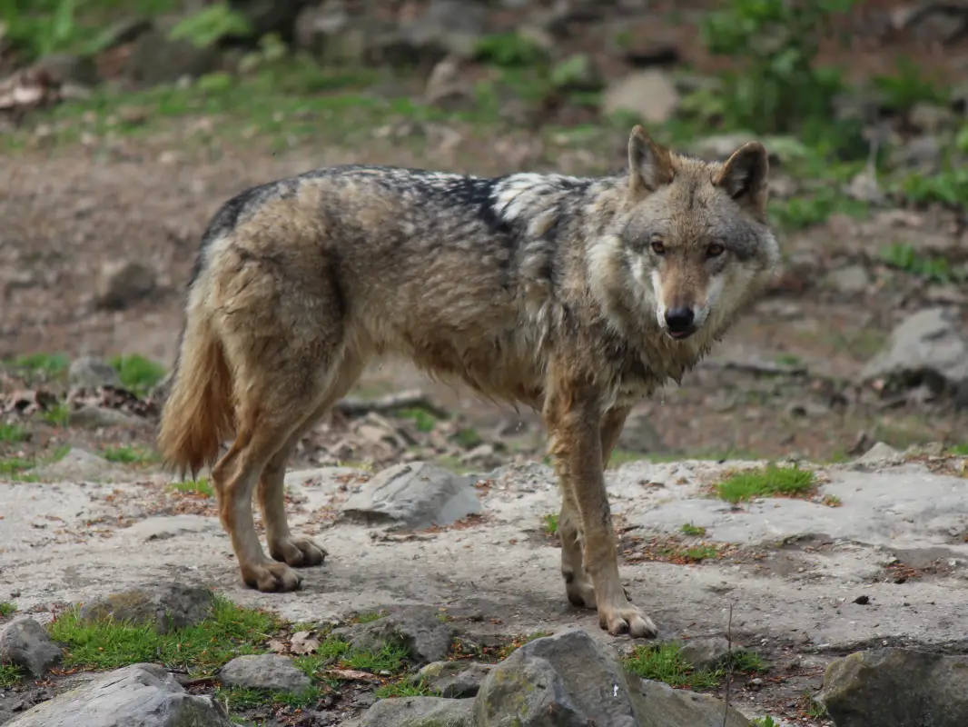 Wölfe im Rheinland: einst erschossen, heute überfahren -  rheinland-reporter.de
