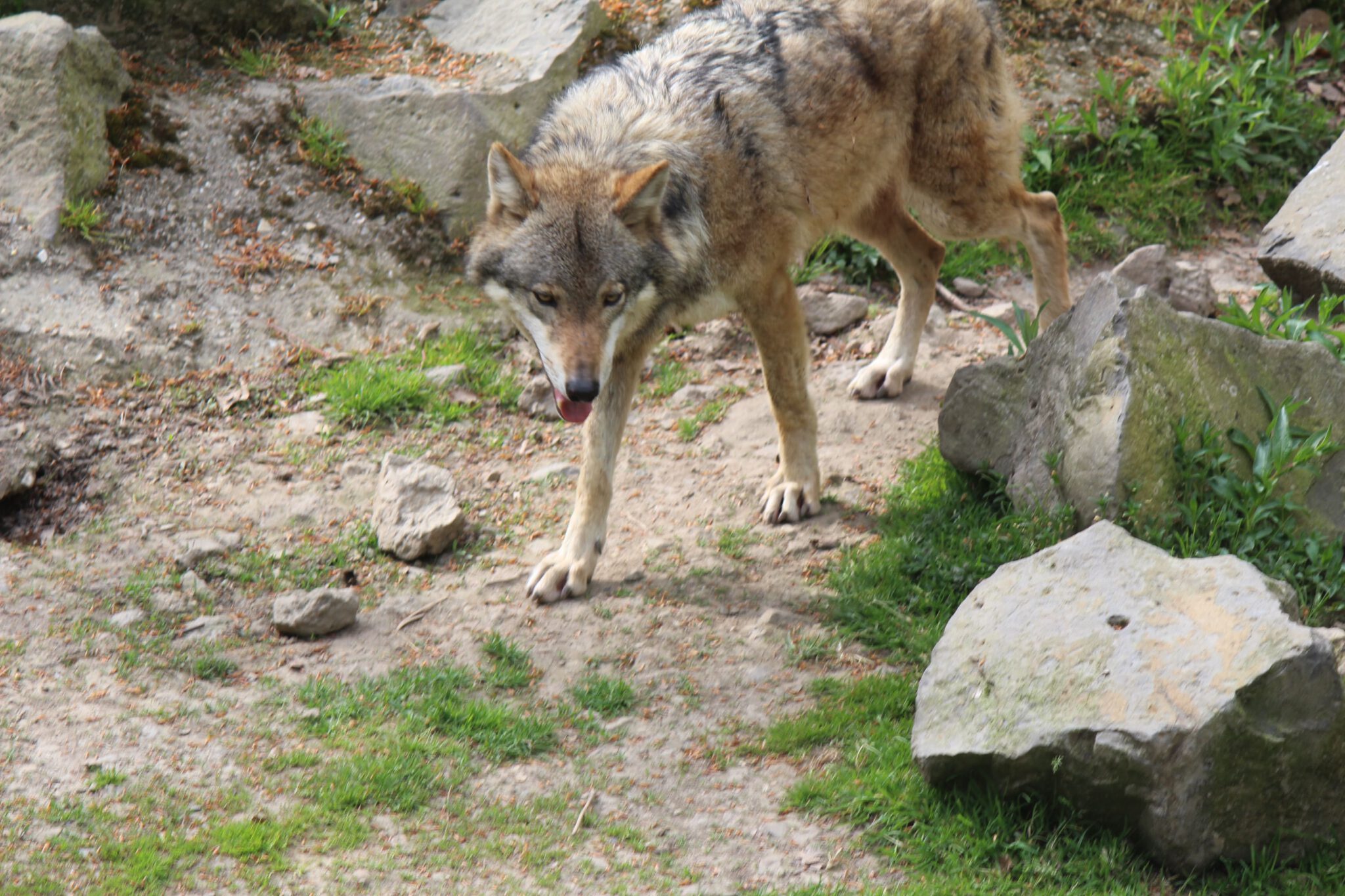 Wölfe in NRW.