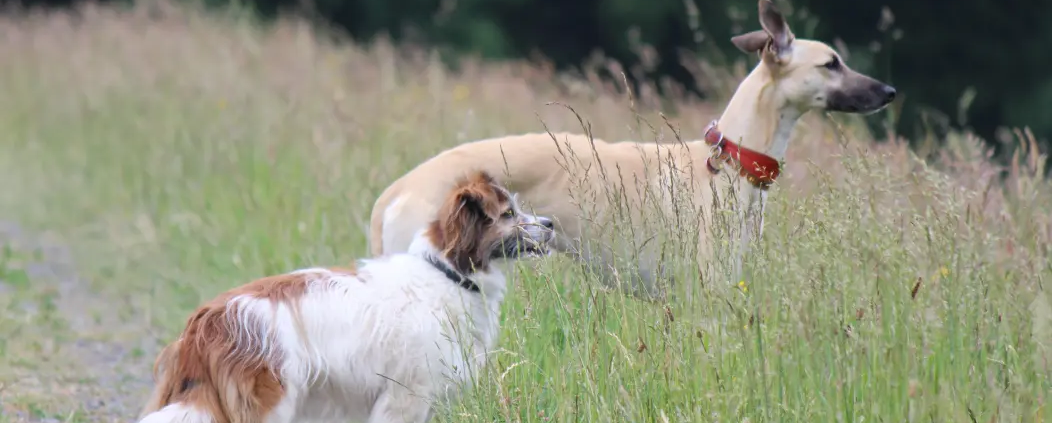 Hunde im Rheinland duerfen nicht alles fressen.