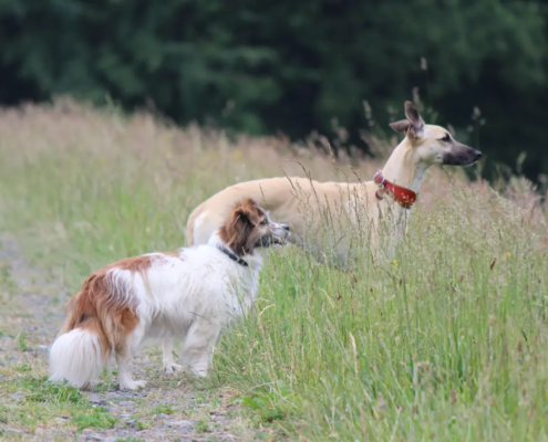 Hunde im Rheinland duerfen nicht alles fressen.