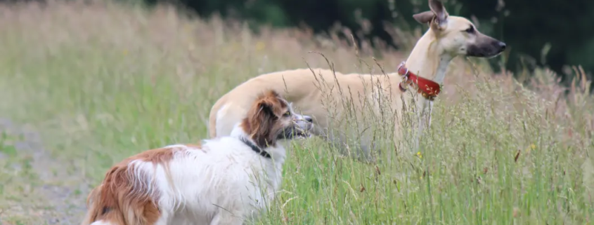 Hunde im Rheinland duerfen nicht alles fressen.