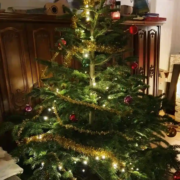 Der Weihnachtsbaum und warum es ihn gibt