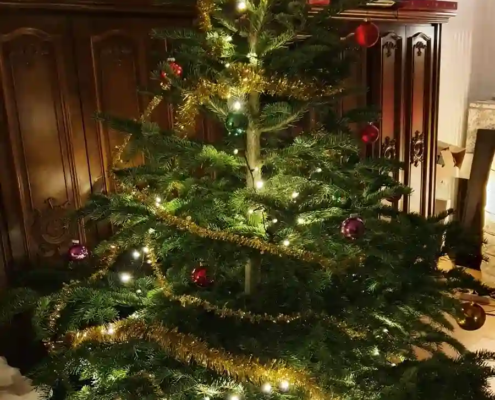 Der Weihnachtsbaum und warum es ihn gibt