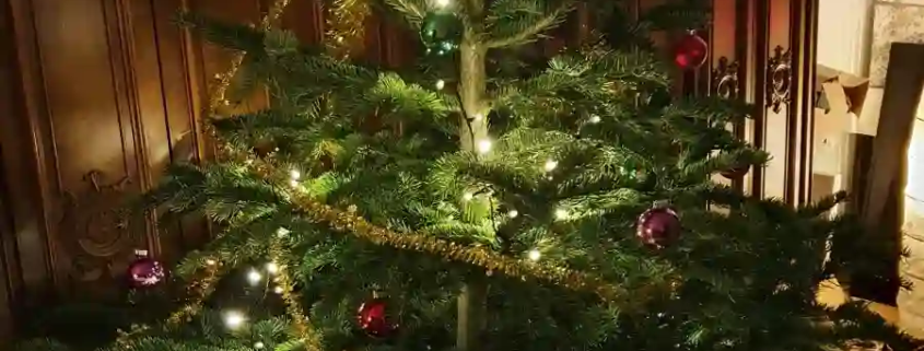 Der Weihnachtsbaum und warum es ihn gibt