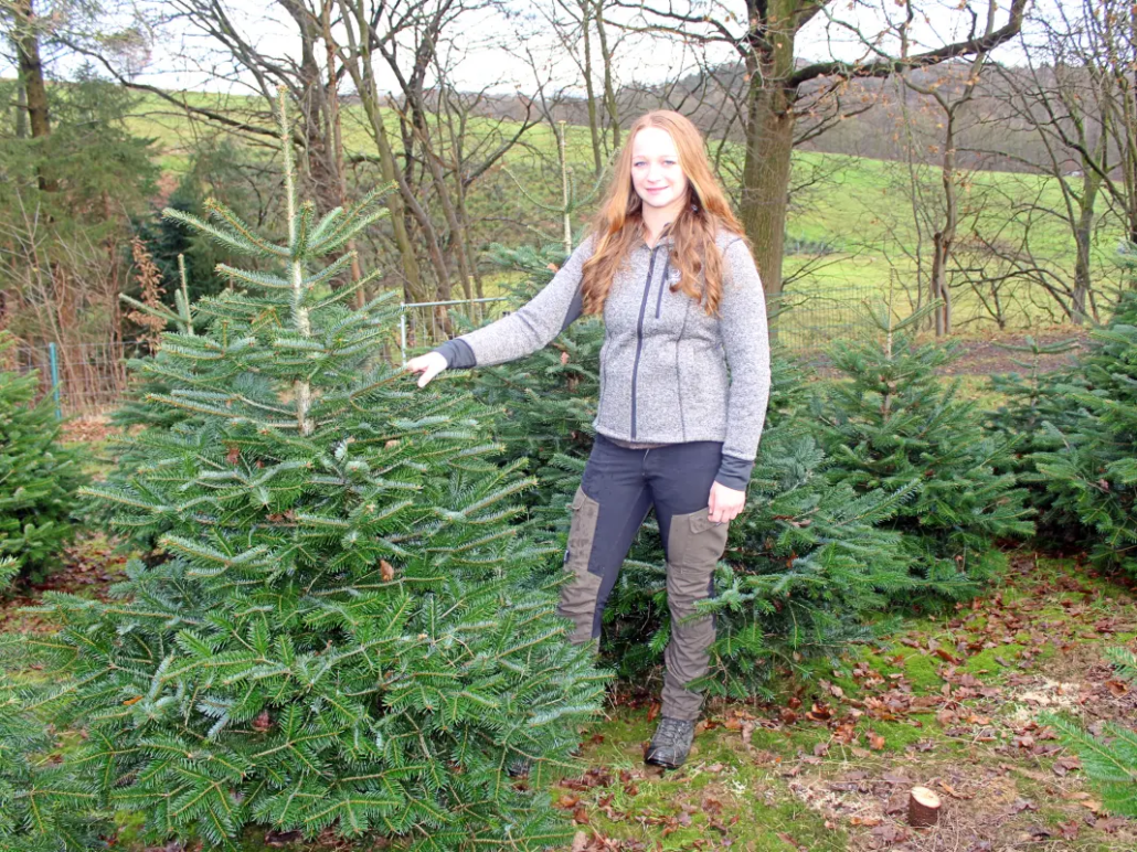 Der Weihnachtsbaum und warum es ihn gibt die Weihnachtsbaumkoenigin