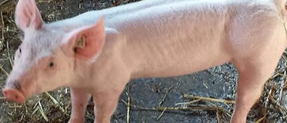 Schweine wie Lisa und ihre Rettung