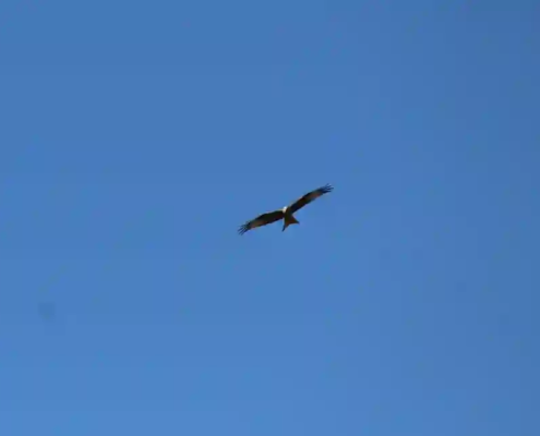 Voegel greifen Menschen an Bussard