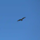 Voegel greifen Menschen an Bussard
