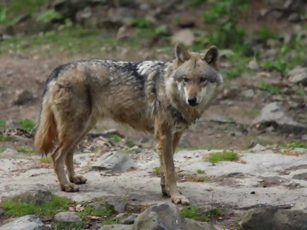 Der Werwolf von Epprath Wolf