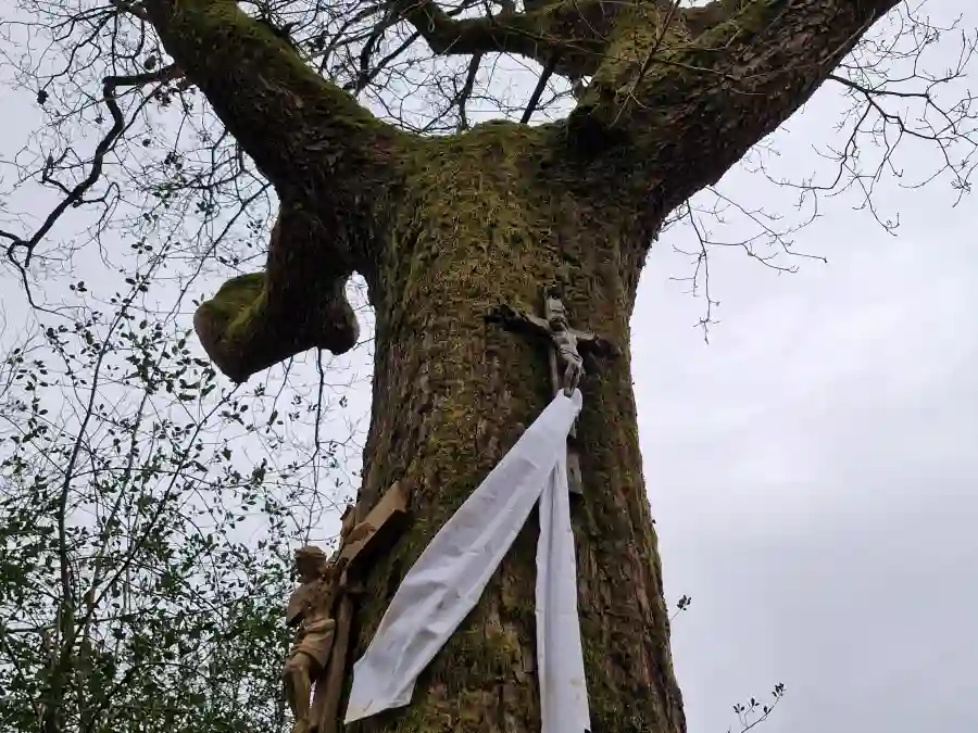 Galgenberg im Nutscheid und seine grausige Geschichte Galgeneiche