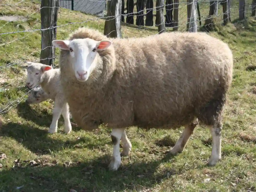 Ganz Nordrhein-Westfalen gilt als Wolfsgebiet Schaf