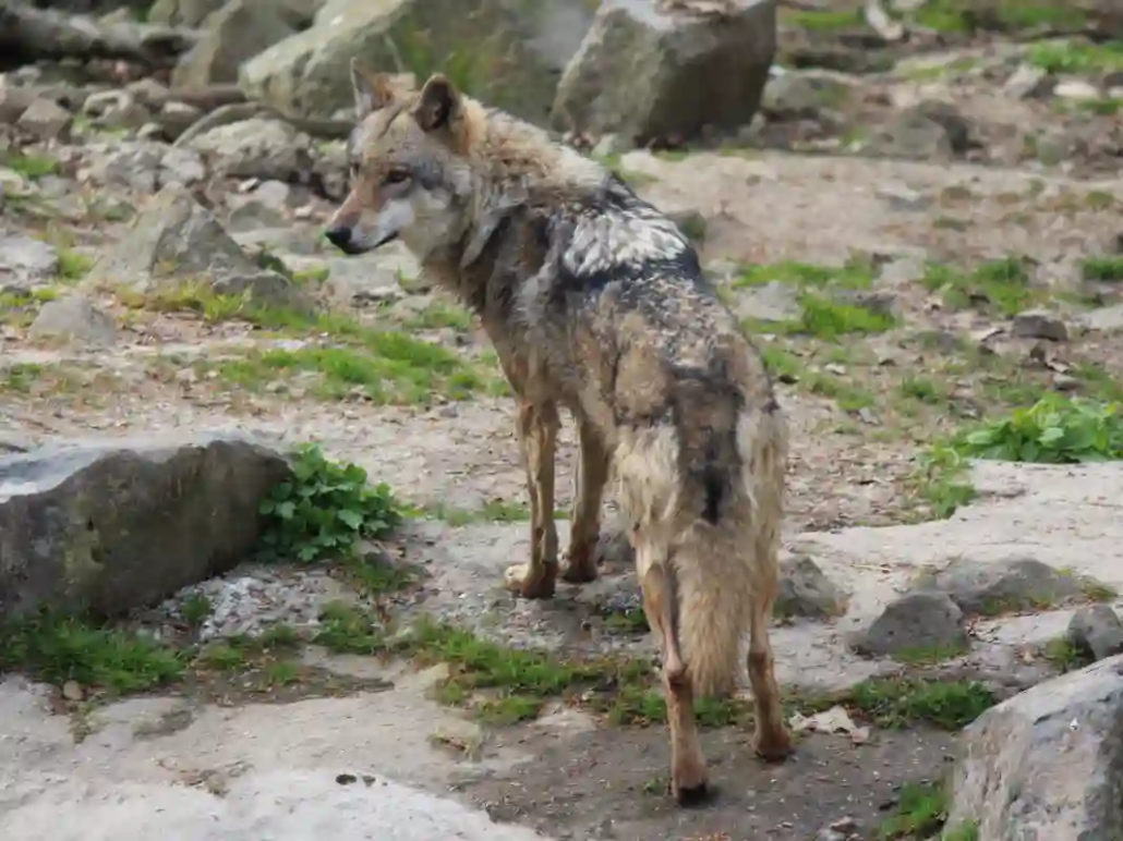Ganz Nordrhein-Westfalen gilt als Wolfsgebiet Wolf von hinten