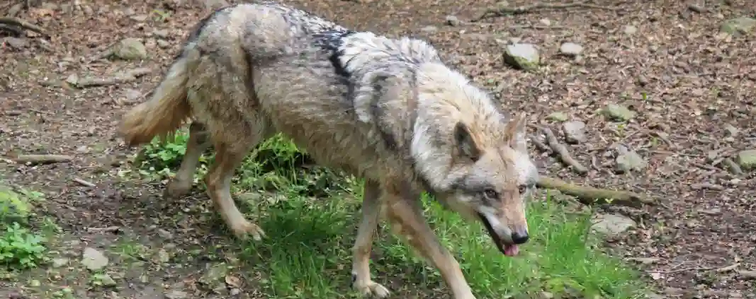 Ganz Nordrhein-Westfalen gilt als Wolfsgebiet Wolf von oben