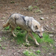 Ganz Nordrhein-Westfalen gilt als Wolfsgebiet Wolf von oben