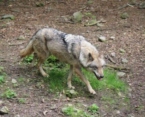 Ganz Nordrhein-Westfalen gilt als Wolfsgebiet Wolf von oben