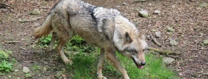Ganz Nordrhein-Westfalen gilt als Wolfsgebiet Wolf von oben