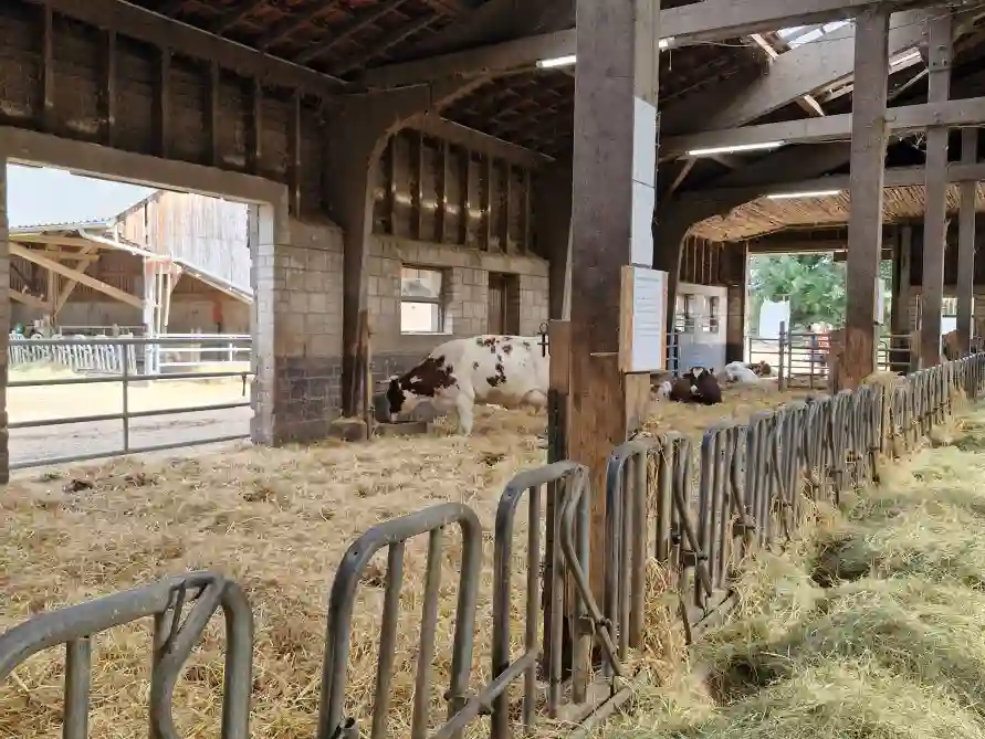 Milch ist gesund - Fakten, die man wissen sollte Stall