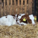Milch ist gesund - Fakten, die man wissen sollte