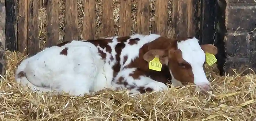 Milch ist gesund - Fakten, die man wissen sollte