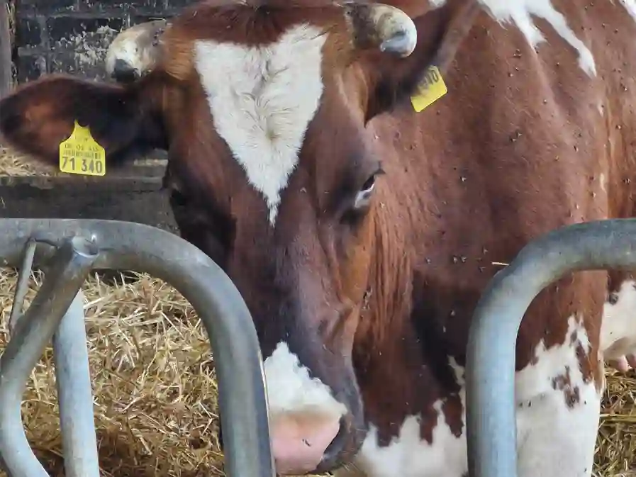 Milch ist gesund - Fakten, die man wissen sollte Kuh