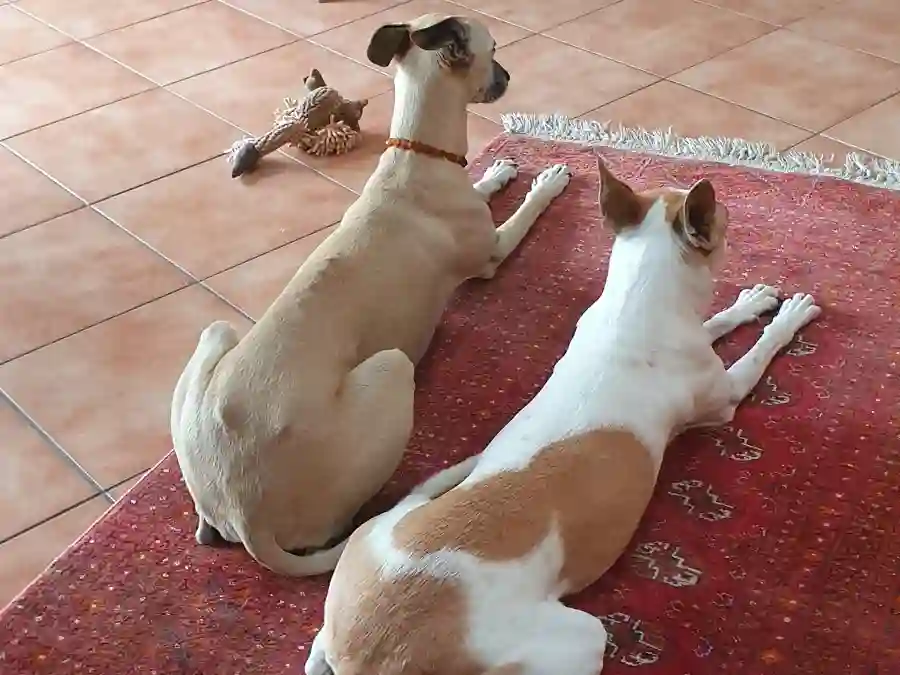 Homöopathie für Tiere Ella und Emile auf Teppich