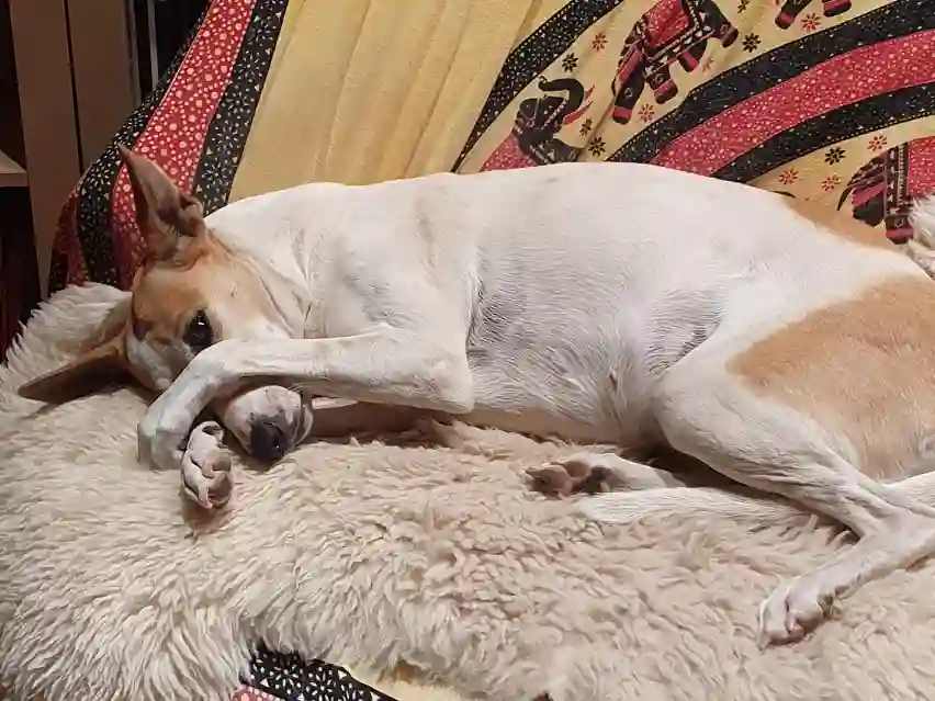 Homöopathie für Tiere Ella schlaeft