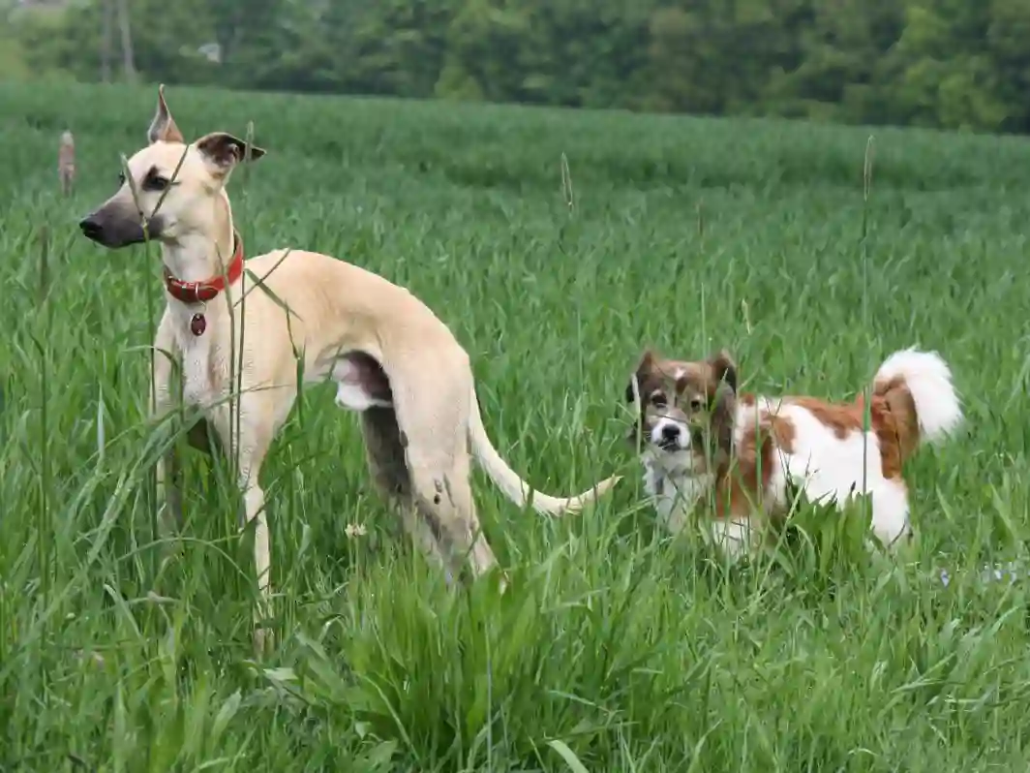 Homöopathie für Tiere Emile und Bijou