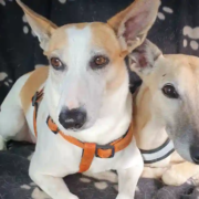 Homöopathie in der Tiermedizin Ella und Emile