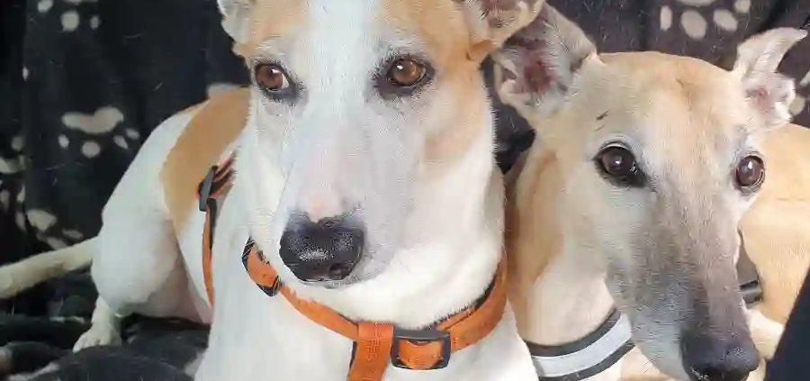 Homöopathie in der Tiermedizin Ella und Emile