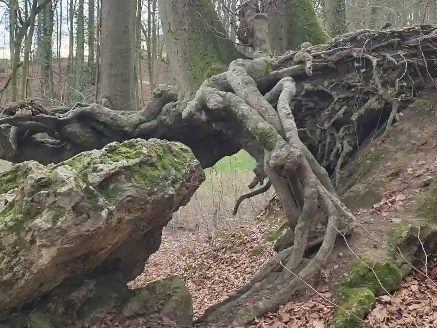Hoehlen und ihre geheimnisvollen Bewohner Baumhoehle